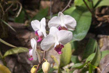 hassas beyaz çiçekler