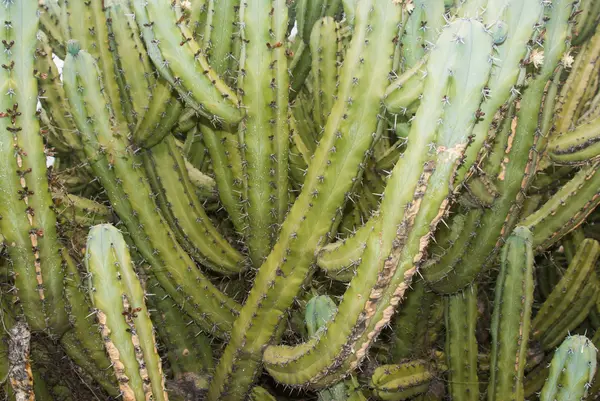 Muitos armados Organ-pipe Cactus — Fotografia de Stock