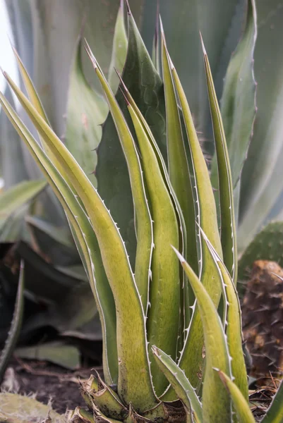 Succulent Cactus — Stock Photo, Image