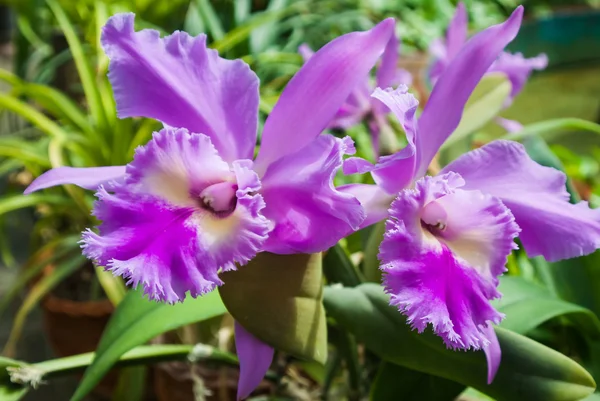 Flores rosas con volantes Fotos de stock libres de derechos