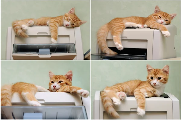 Kätzchen schläft auf dem Drucker — Stockfoto