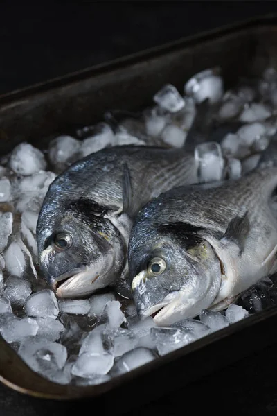 Raw Dorado Ice Tin Tray Minimalistic Layout Fish Restaurant Shop — Stock Photo, Image
