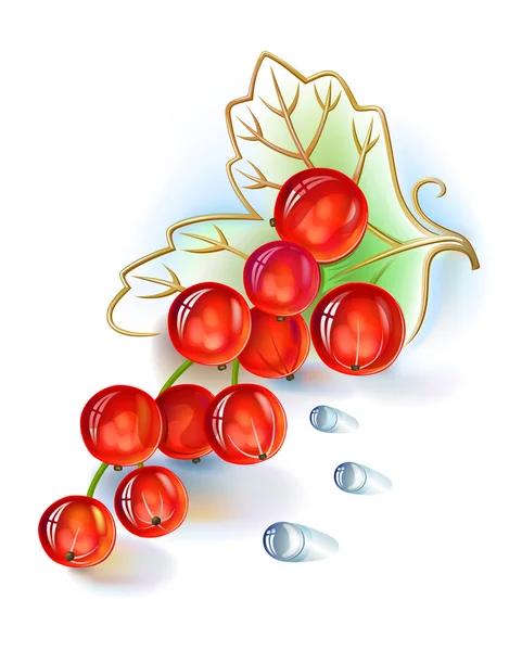 Red currant bunch with leaf and dew drops — Stock Vector