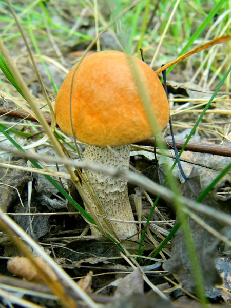 Mushroom-01 — Stockfoto