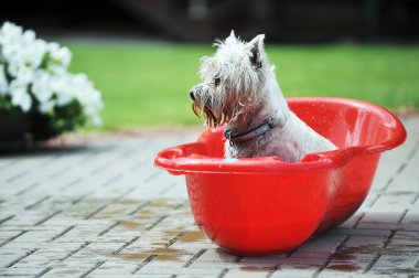 küvet içinde köpek