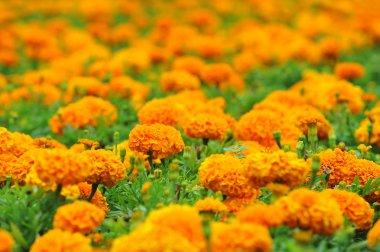 turuncu kadife çiçeği