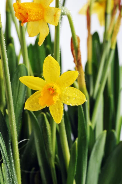 Yellow daffodils — Stock Photo, Image