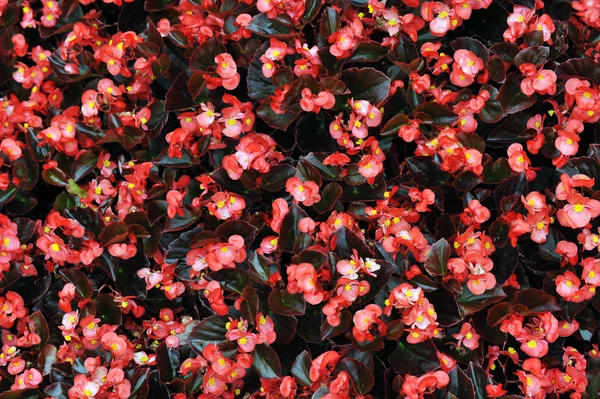 Červené begonia — Stock fotografie