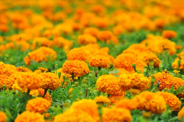 Πορτοκαλί marigolds — Φωτογραφία Αρχείου