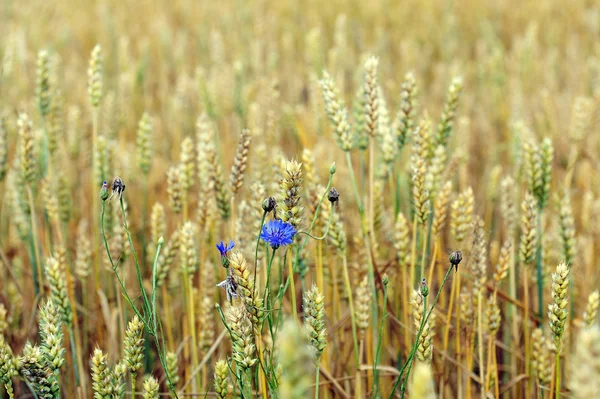 Korenbloemen in tarweveld — Stockfoto