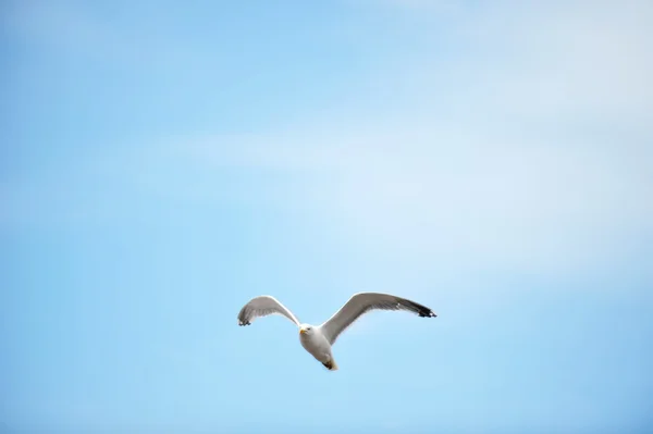 Racek proti obloze — Stock fotografie