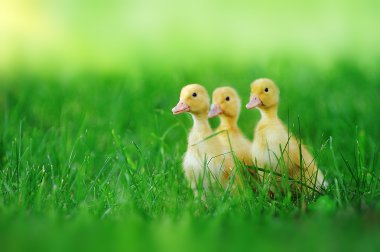 küçük ducklings yeşil çimen
