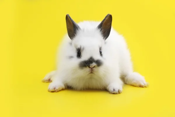 Kleines Kaninchen — Stockfoto