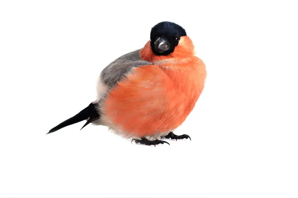 Bullfinch eurasiatico — Foto Stock