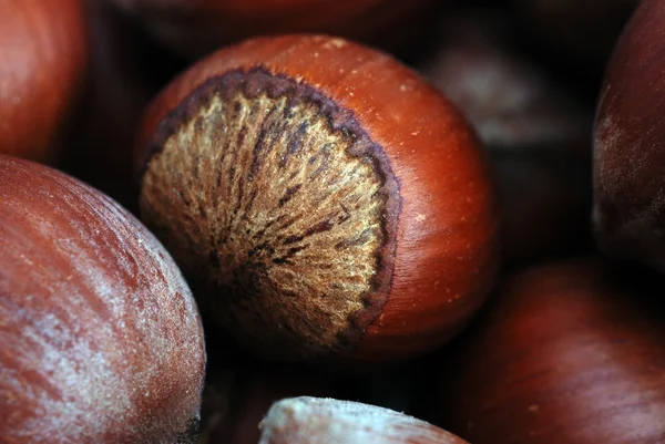 Лісовий горіх у шкаралупі — стокове фото