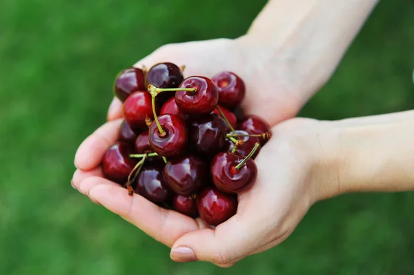 Cerezas frescas —  Fotos de Stock