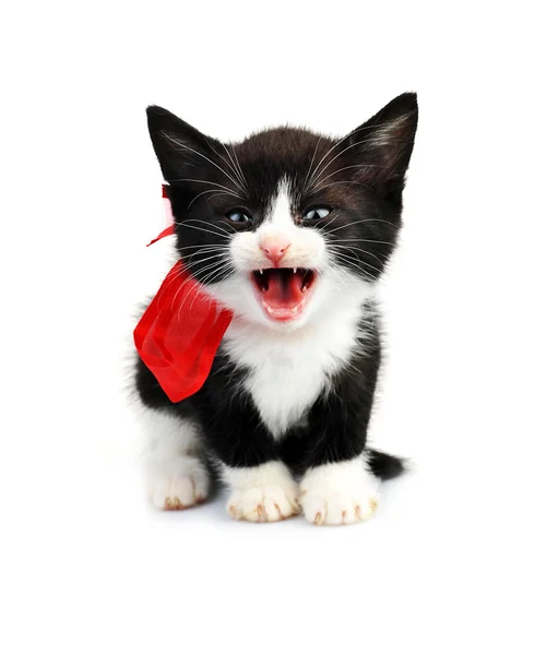 Mooie kleine kitten — Stockfoto