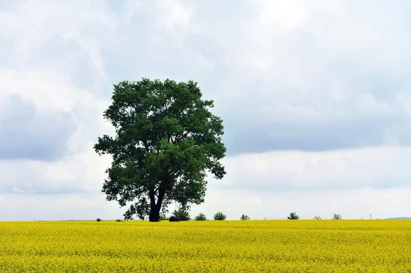 Träd på gult fält — Stockfoto