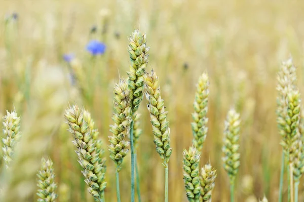 Bleuets dans le champ de blé — Photo