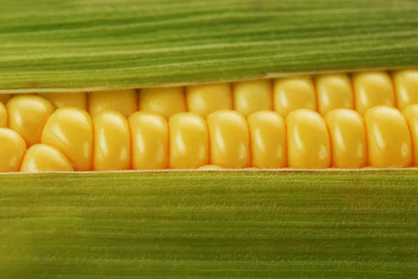 Corn cob — Stock Photo, Image