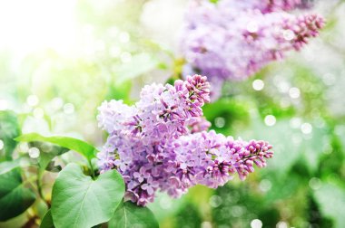 Leylakları twigs purple