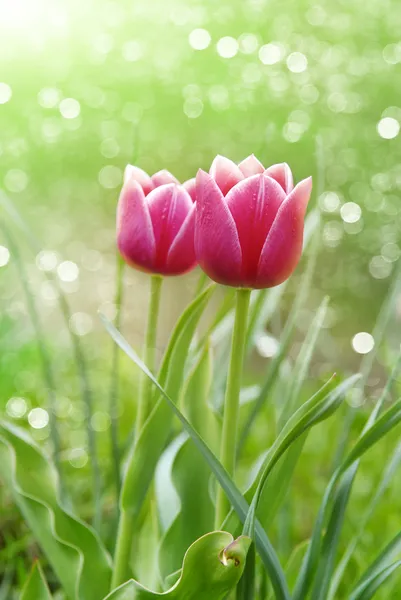 Rode tulpen — Stockfoto