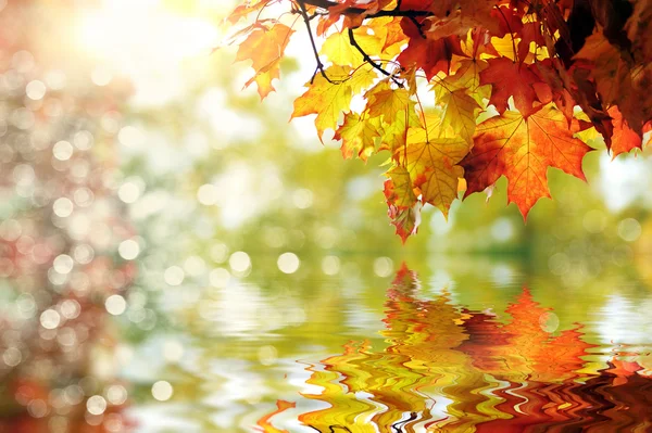 Schöne bunte Herbstblätter im Park — Stockfoto