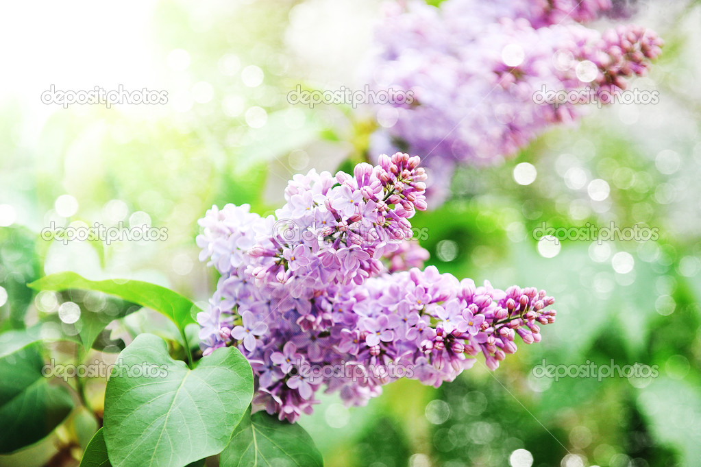 Twigs purple lilacs