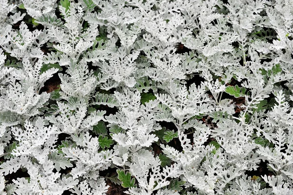 银瓜叶菊 — 图库照片