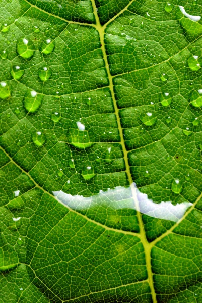 Hoja verde — Foto de Stock