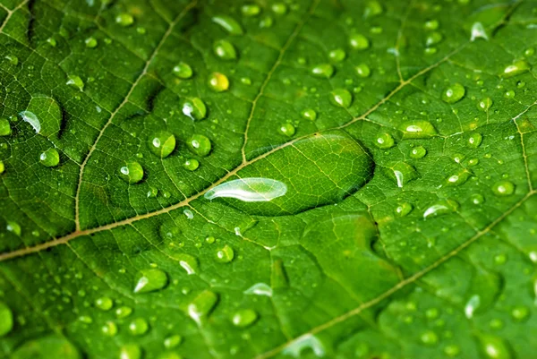 Foglia verde — Foto Stock