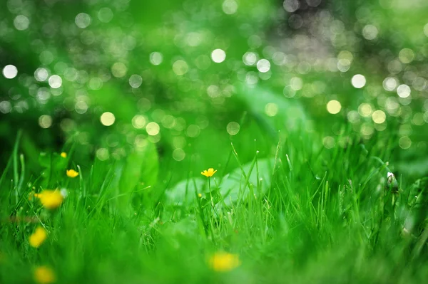 Yellow flowers — Stock Photo, Image