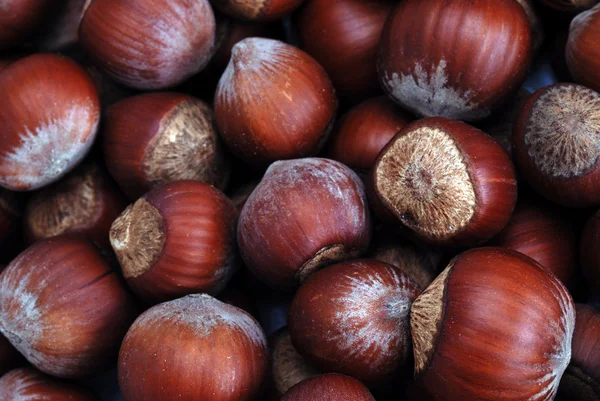 Hazelnut in shell — Stock Photo, Image