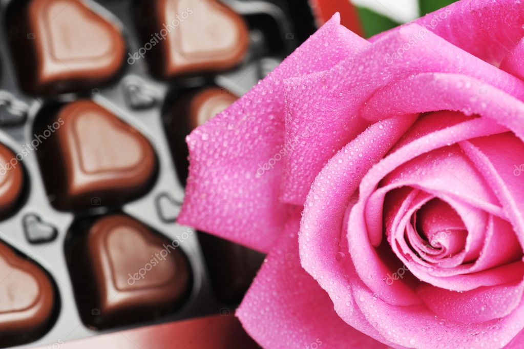 chocolate and pink rose |图库照片08denis tabler#13163661