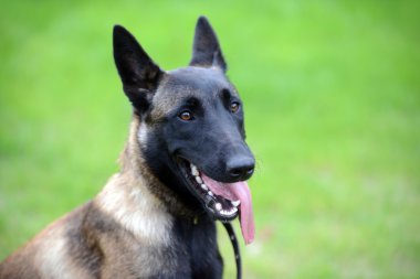 Belçikalı malinois