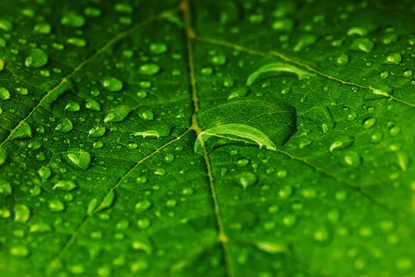 Groen blad — Stockfoto