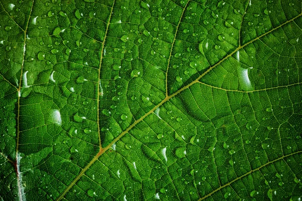 Groen blad — Stockfoto