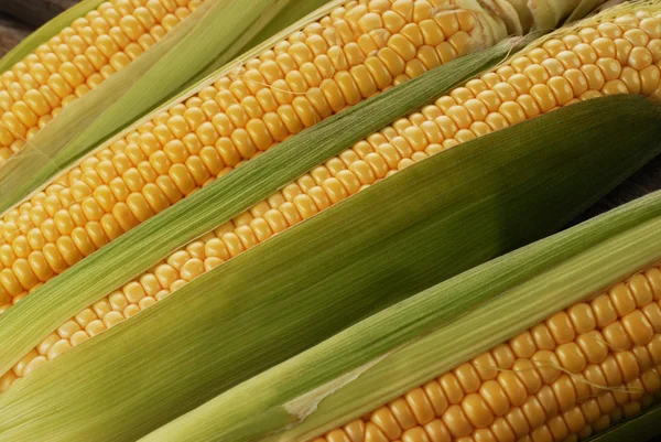 Corn cob — Stock Photo, Image