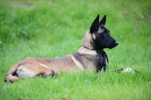 Belgiska malinois — Stockfoto