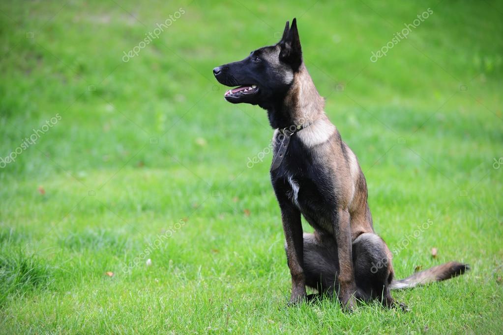 Pastor Belga Malinois Tervuren Cane Perro Pastor Malinois Belga