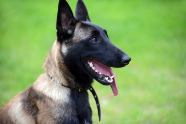 Belçikalı malinois