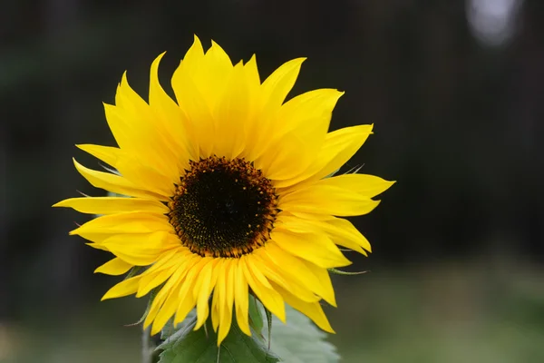 Beautiful sunflowers — Stock Photo, Image