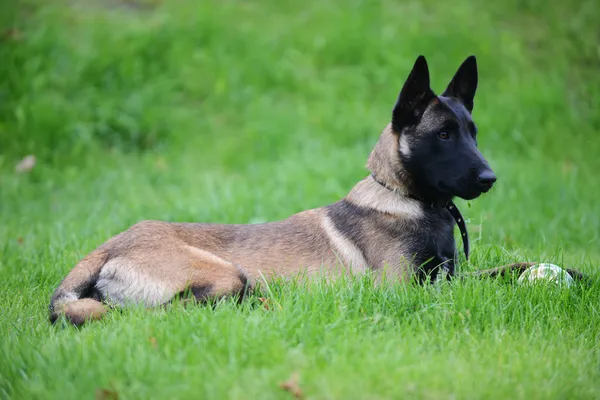 Belgiska malinois — Stockfoto