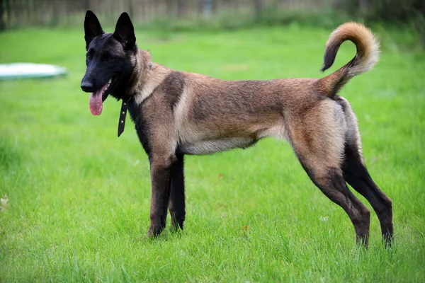 Belgisk malinois - Stock-foto