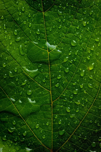 Feuille verte — Photo