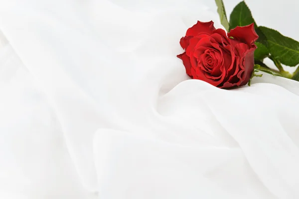 Red rose — Stock Photo, Image