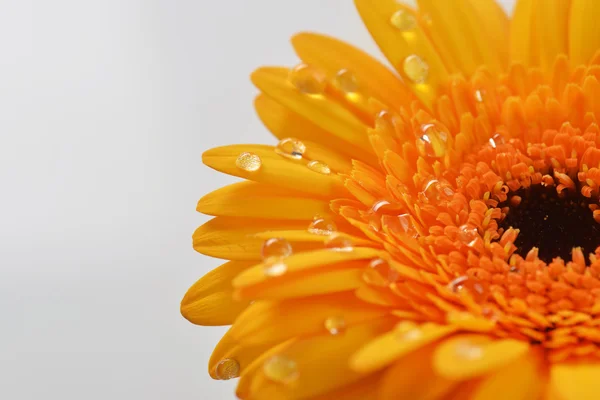 Yellow gerbera — Stock Photo, Image