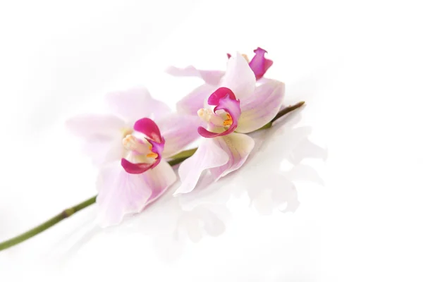 Pink orchid — Stockfoto