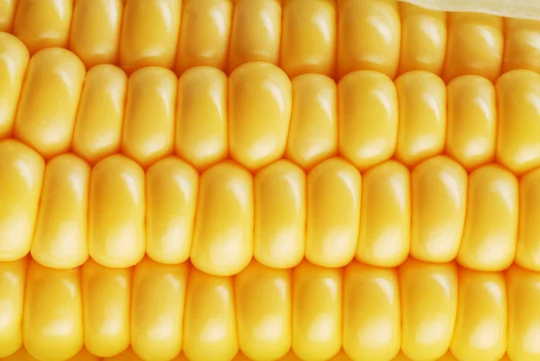 Corn cob — Stock Photo, Image