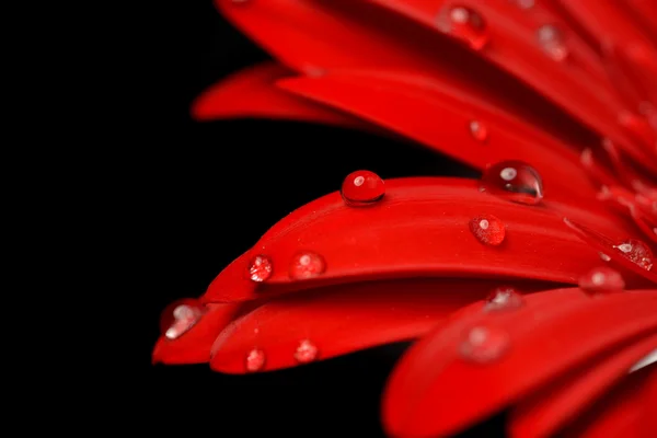 Gerbera czerwony — Zdjęcie stockowe
